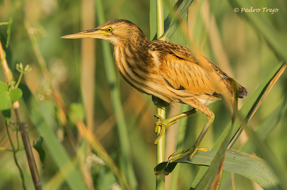 Avetorillo (Ixobrychus minutus)